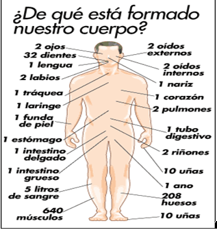 الملخص Cuerpo humano