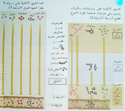 الملخص تحول الأغذية الى مغذيات