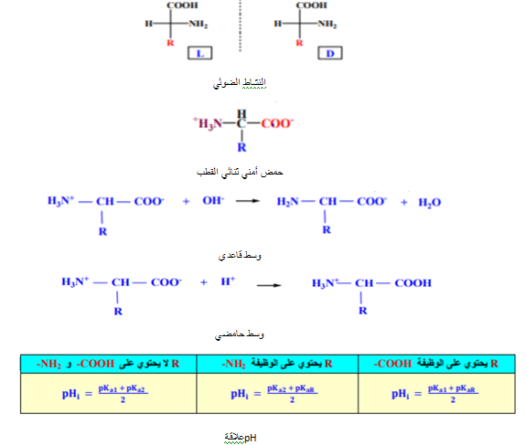 الملخص خواص الأحماض الأمنية