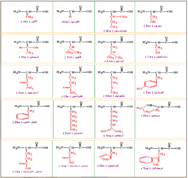 الملخص الصيغ الكيميائية للأحماض الامينية