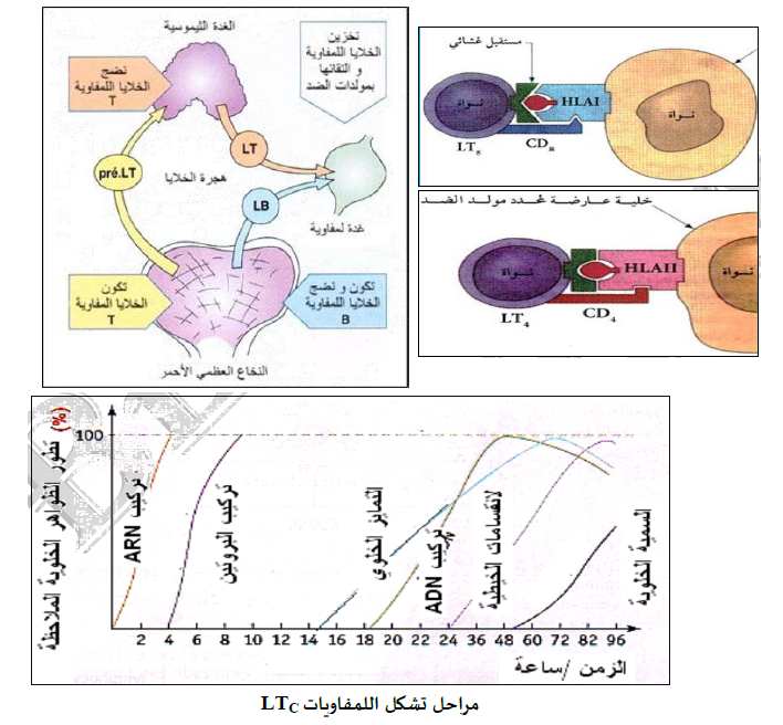 الملخص LT منشأ و نضج اللمفاويات