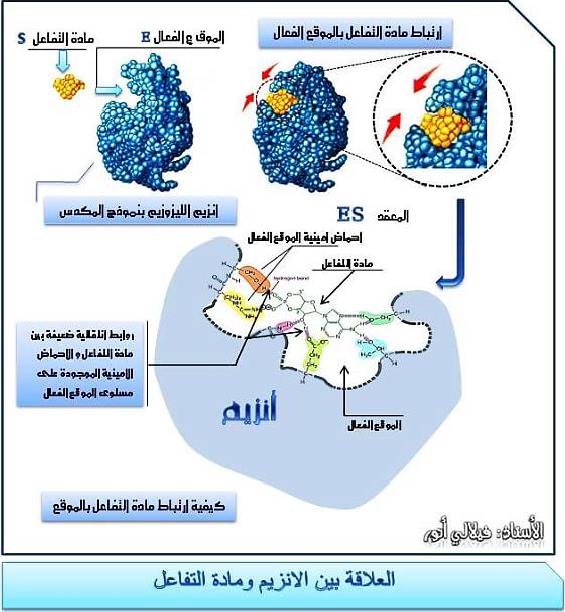 الملخص العلاقة بين الانزيم ومادة التفاعل