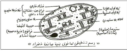 الملخص نشاط : 2 مقر عملية التركيب الضوئي