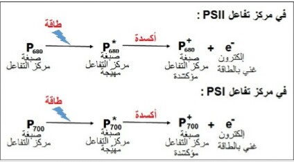 الملخص تابع نشاط 3 :تفاعلات مرحلة الكيموضوئية