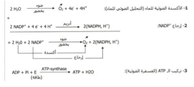 الملخص نشاط 3 :تفاعلات مرحلة الكيموضوئية