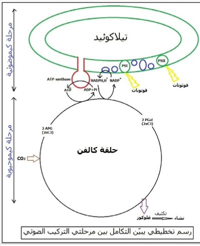 الملخص تابع للنشاط 4  تفاعلات المرحلة الكيموحيوية