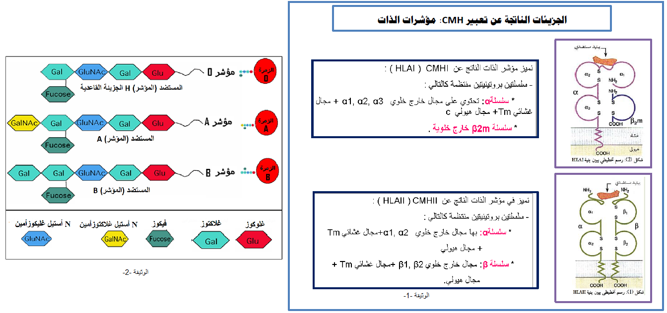 الملخص الدعامة الجزيئية للذات