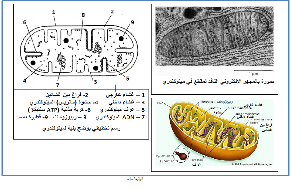 الملخص مقر الأكسدة التنفسية