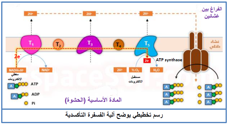 الملخص على المستوى الغشاء الداخلي للميتوكوندري