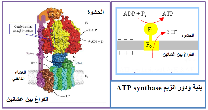 الملخص فسفرة الـ ADP