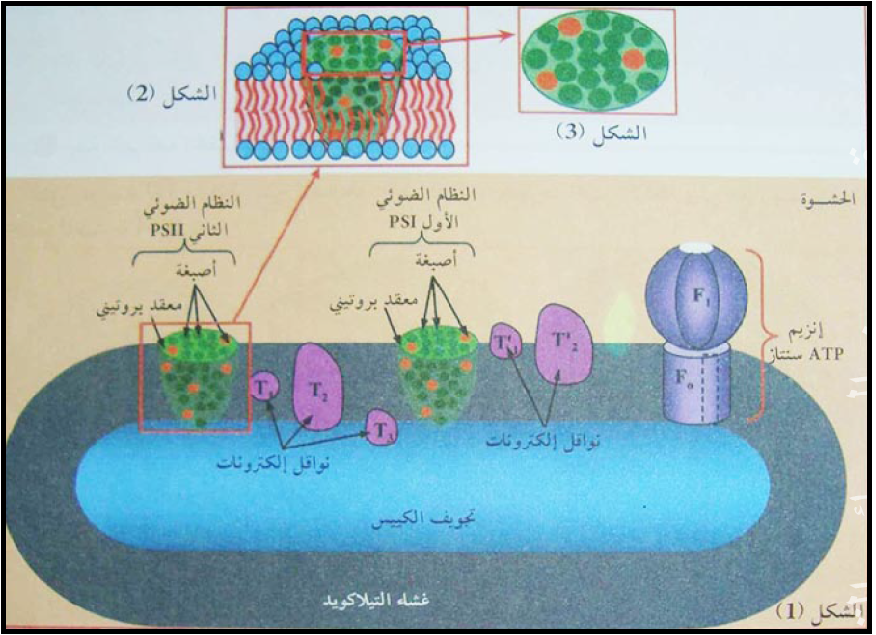 الملخص ما فوق بنیة التیلاكوئید