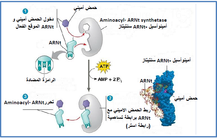 الملخص مرحلة الترجمة