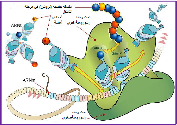 الملخص الملخص