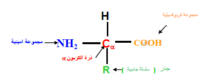 الملخص الأحماض الأمينية