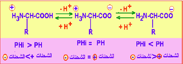 الملخص سلوك الاحماض الامينية في الوسط