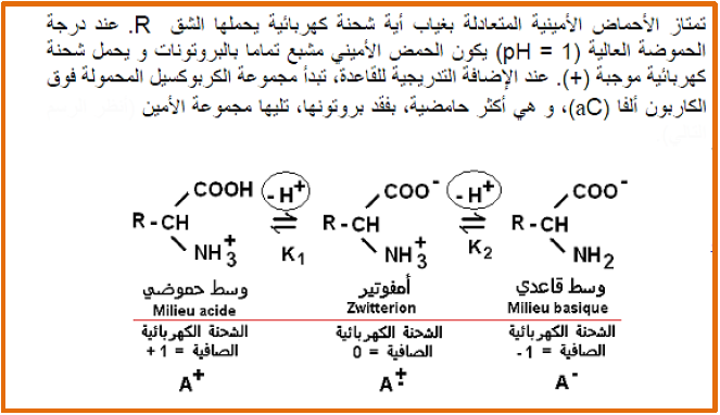 الملخص تابع لسلوك الاحماض الامينية في الوسط