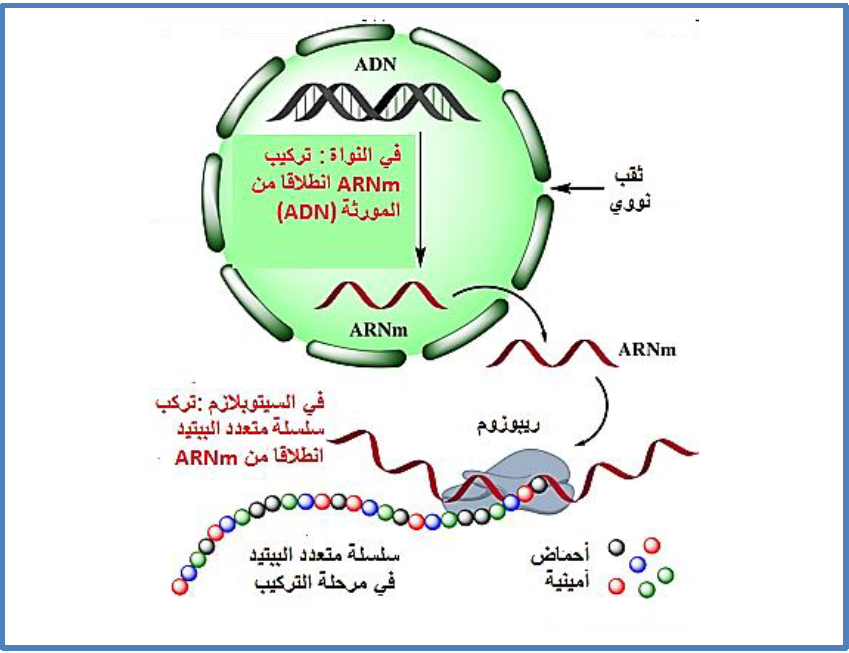 الملخص مقر تركيب البروتين