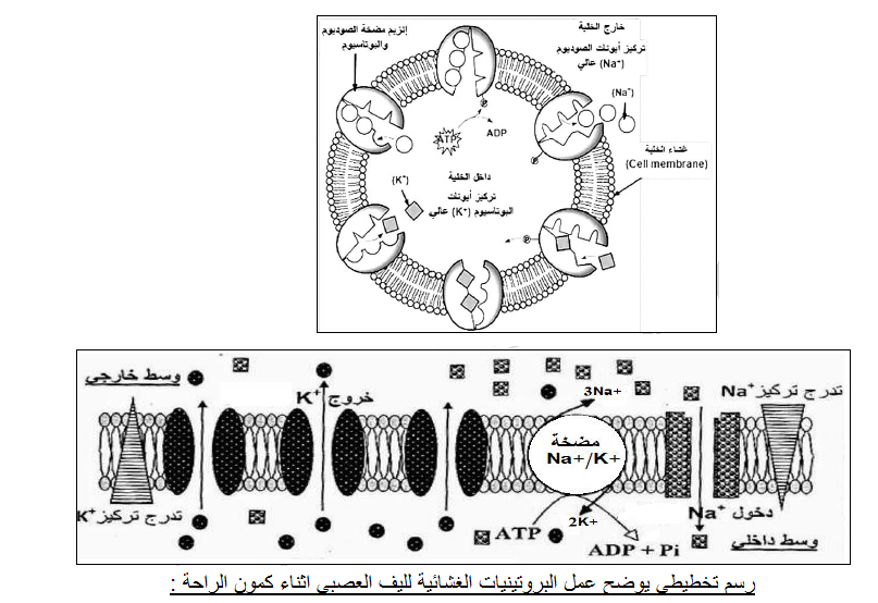 الملخص مضخة الصوديوم و البوتاسيوم