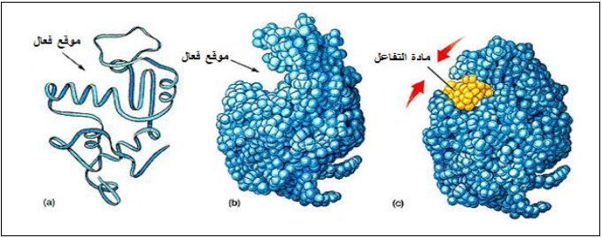 الملخص التخصص المزدوج للانزيم