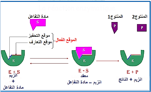 الملخص البنية الفراغية للموقع الفعال