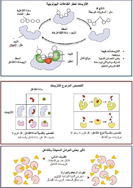 الملخص 3 رسم تخطيطي تحصيلي للوحدة