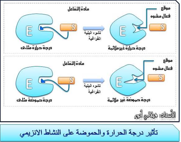 الملخص تاثير درجة الحرارة و الحموضة على نشاط الانزيمي