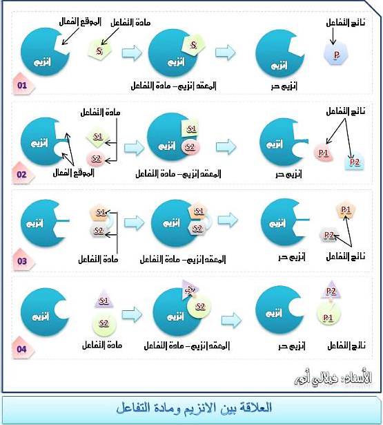 الملخص العلاقة بين الانزيم ومادة التفاعل