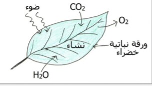 الملخص نشاط 01:شروط عملية التركيب الضوئي و مظاهره