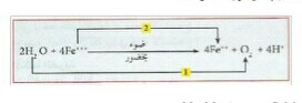 الملخص تابع نشاط 3 :تفاعلات مرحلة الكيموضوئية