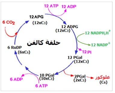 الملخص نشاط 4 : تفاعلات المرحلة الكيموحيوية