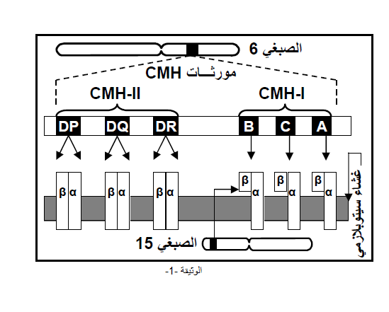 الملخص المصدر الوراثي للجزيئات المحددة للذات