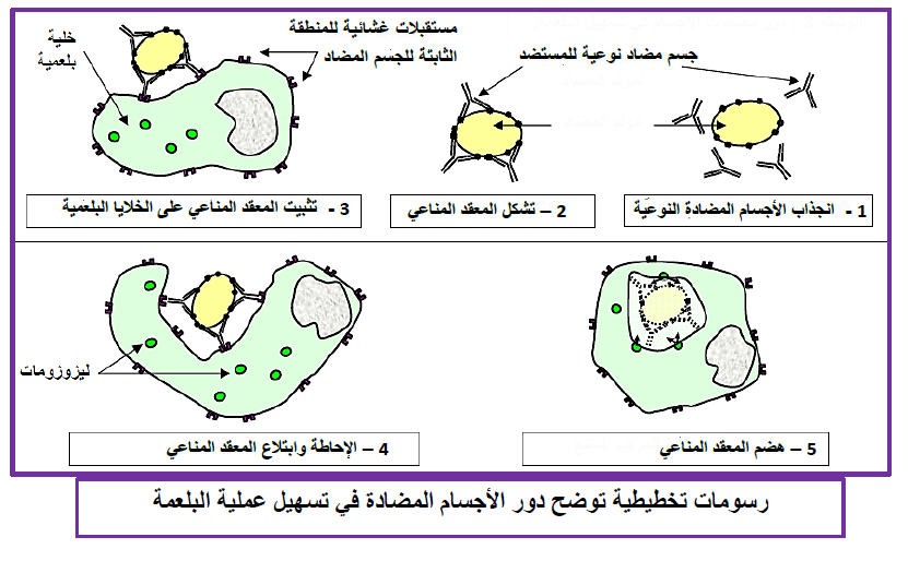 الملخص مصدر الأجسام المضادة