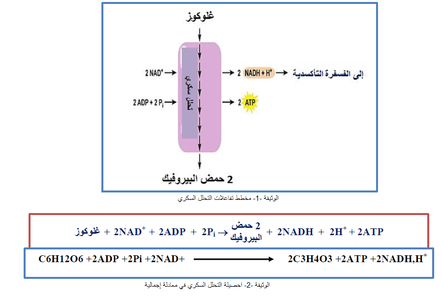 الملخص تفاعلات التحلل السكري