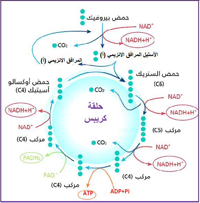 الملخص على مستوى المادة الأساسية :حلقة كريبس