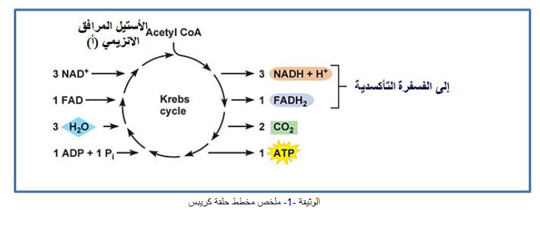 الملخص نوتج حلقة كريبس