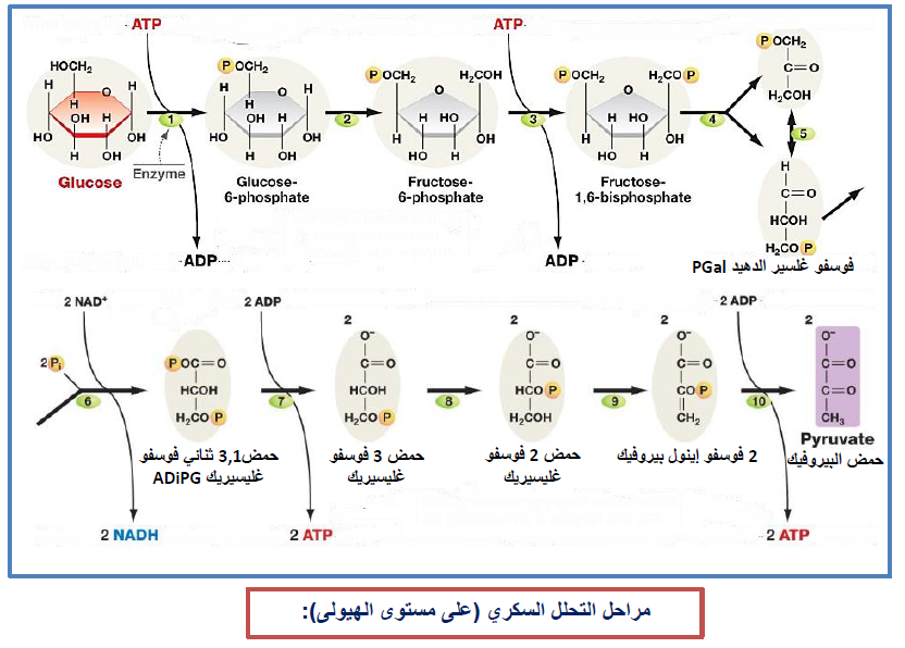 الملخص على مستوى الهيولى