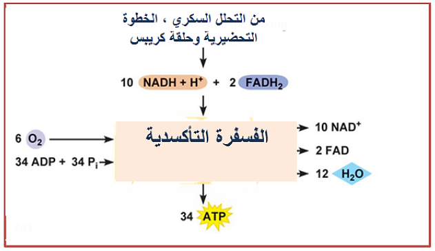 الملخص تفاعلات الفسفرة التأكسدية