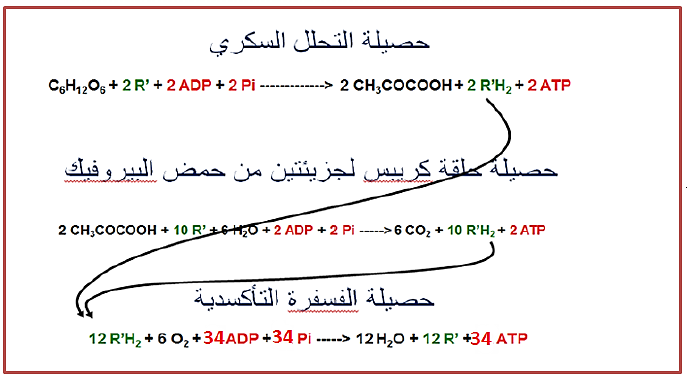 الملخص الحصيلة