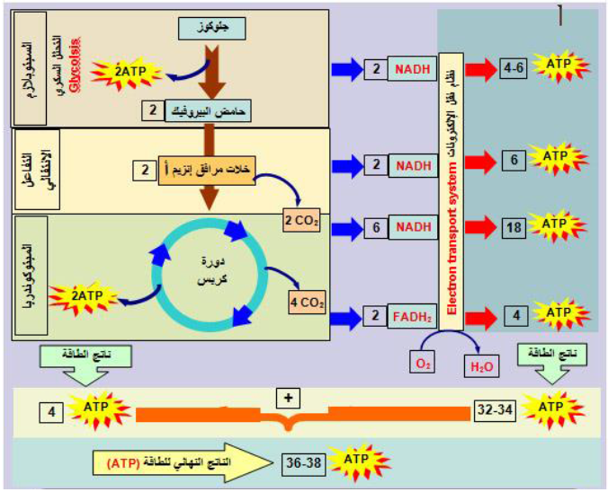 الملخص الحصيلة الطاقوية