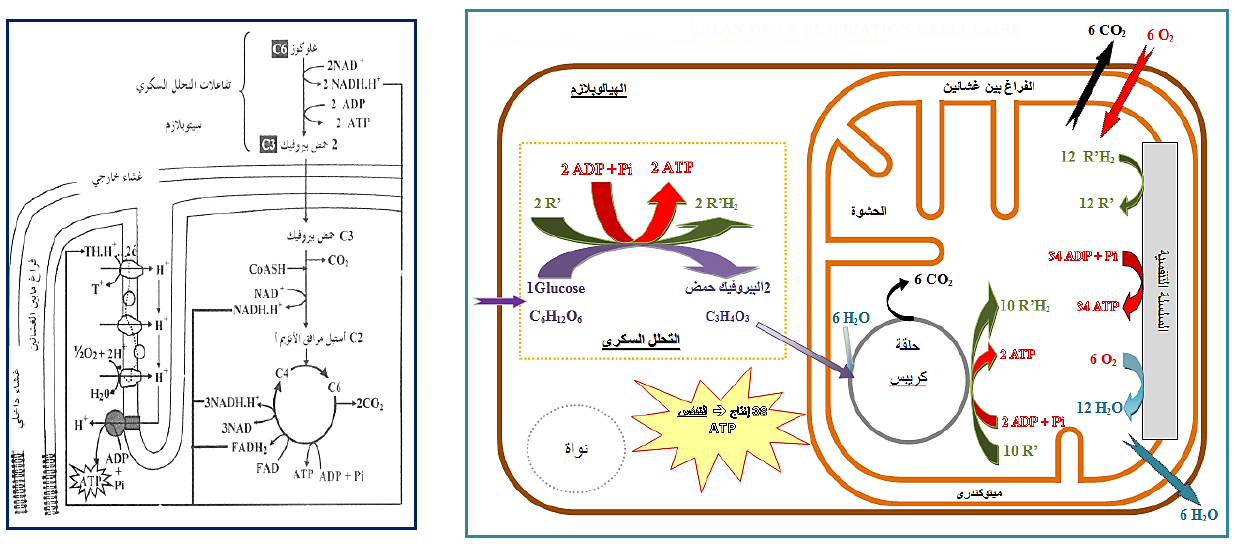 الملخص المخطط التحصيلي لظاهرة التنفس