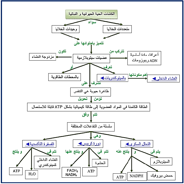 الملخص حصيلة