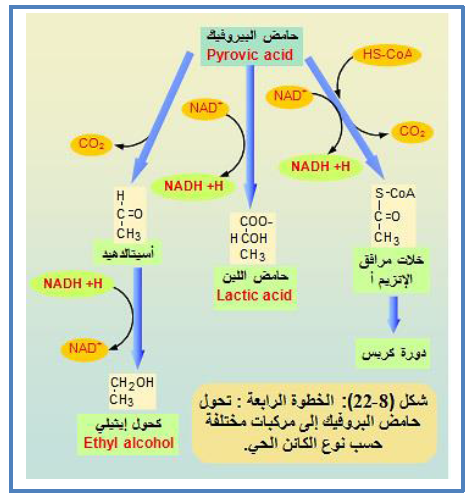 الملخص في الوسط لاهوائي (التخمر)