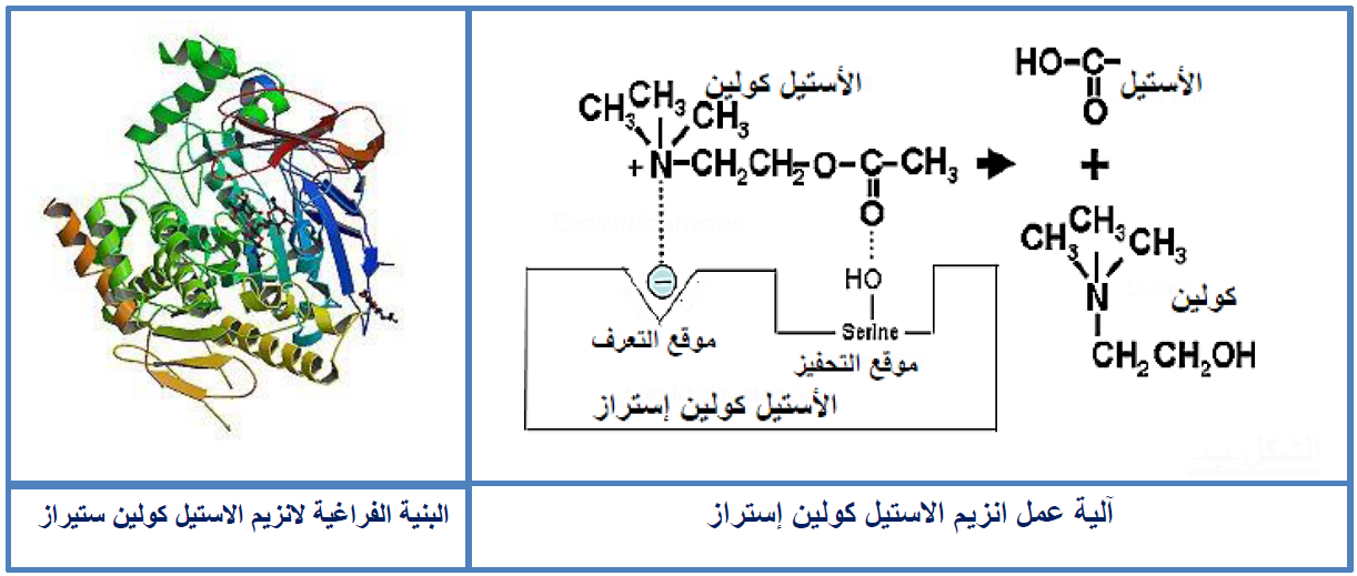 الملخص تعديل تأثير المبلغ العصبي – Ach (الأستيل كولين)