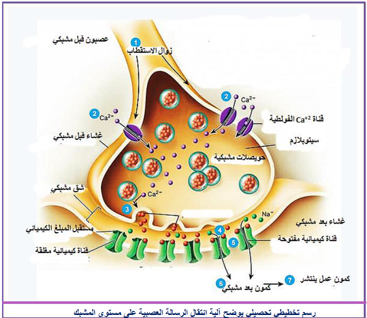 الملخص الحصيلة