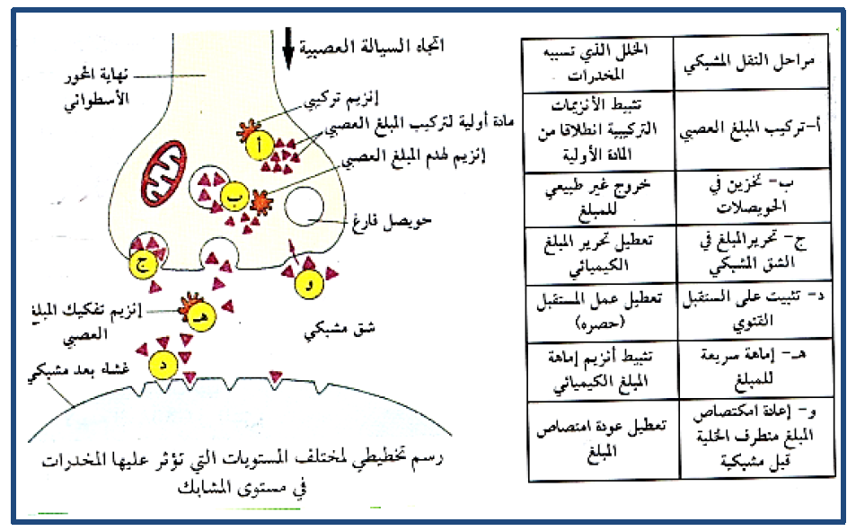 الملخص الآثار الجانبية الخطيرة التي تنجم من المورفين