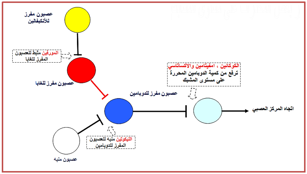 الملخص تأثير بعض المخدرات على المشبك