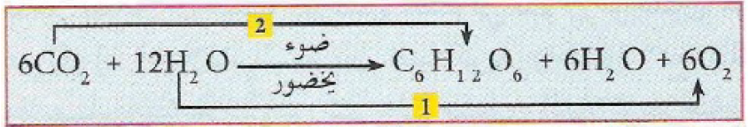 الملخص طبیعة التفاعلات الكیمیائیة للتركیب الضوئي