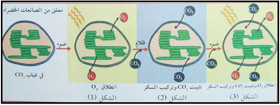 الملخص مراحل عملیة التركیب الضوئي