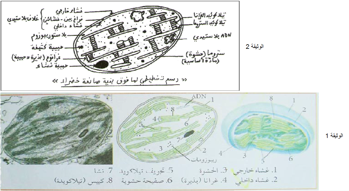 الملخص ما فوق بنیة الصانعة الخضراء